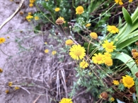 Hanneke's Pluktuin