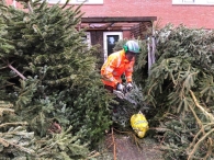 Kerstbomen versnipperen