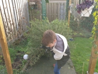 Kerstbomen versnipperen