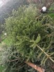 Kerstbomen versnipperen
