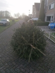 Kerstbomen versnipperen