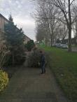 Kerstbomen versnipperen