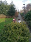 Kerstbomen versnipperen