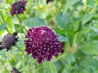 Plukavond bij Hanneke's Pluktuin