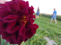 Plukavond bij Hanneke's Pluktuin