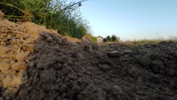 Plukavond bij Hanneke's Pluktuin