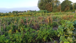 Plukavond bij Hanneke's Pluktuin
