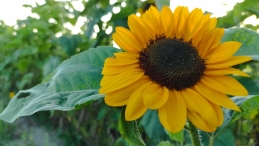 Plukavond bij Hanneke's Pluktuin