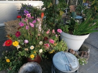 Plukavond bij Hanneke's Pluktuin