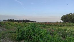 Plukavond bij Hanneke's Pluktuin