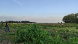 Plukavond bij Hanneke's Pluktuin