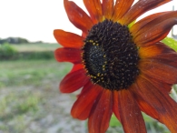 Plukavond bij Hanneke's Pluktuin