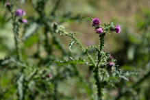 Harderbos