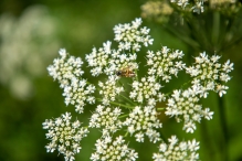 Harderbos