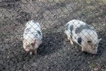 Biddinghuizen - diversen