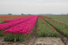 Tulpenroute Flevoland 2023