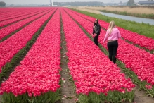 Tulpenroute Flevoland 2023