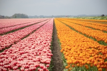 Tulpenroute Flevoland 2023