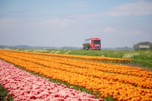 Tulpenroute Flevoland 2023