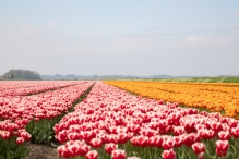 Tulpenroute Flevoland 2023