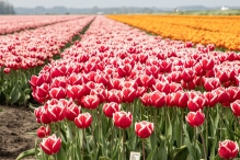 Tulpenroute Flevoland 2023