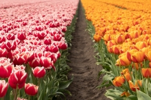 Tulpenroute Flevoland 2023