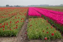 Tulpenroute Flevoland 2023
