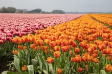 Tulpenroute Flevoland 2023