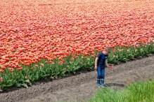Tulpenroute Flevoland 2023