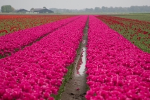 Tulpenroute Flevoland 2023
