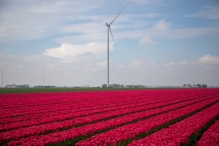 Tulpenroute Flevoland 2023
