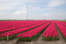 Tulpenroute Flevoland 2023