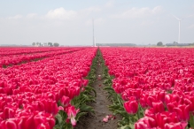 Tulpenroute Flevoland 2023