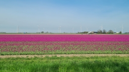 Tulpen 2026