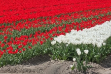 Tulpen 2026