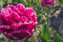Tulpen 2026