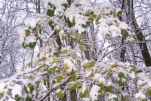 Sneeuwpret in Biddinghuizen