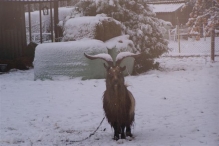 Sneeuwpret in Biddinghuizen