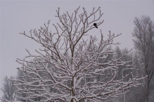Sneeuwpret in Biddinghuizen