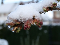 Witte Pasen