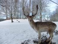 Winter in Biddinghuizen