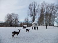 Winter in Biddinghuizen