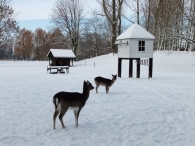 Winter in Biddinghuizen