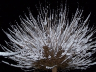 Winter 2010 (03-01) / 2