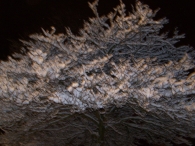 Winter 2010 (03-01) / 2