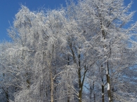 Winter 2010 (03-01) / 2