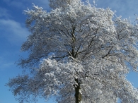 Winter 2010 (03-01) / 2