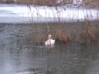 Winter 2010 - Het Eiland