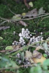 Herfst 2012
