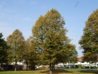 Herstkleuren Biddinghuizen